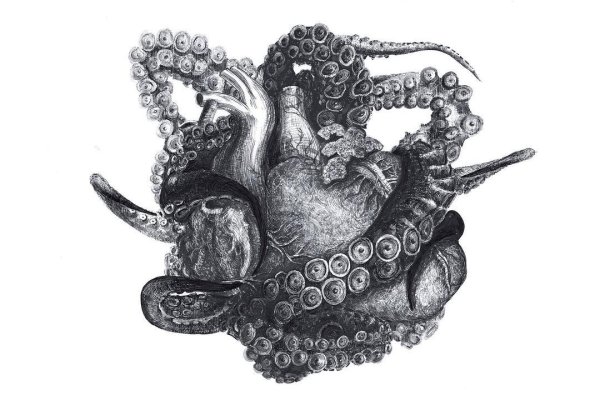 Kraken 26 at
