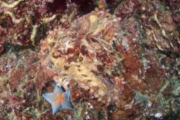 Kraken 26 at