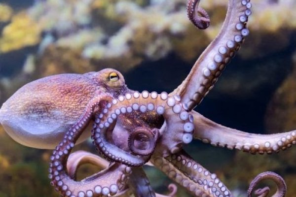 Действующие ссылки на кракен
