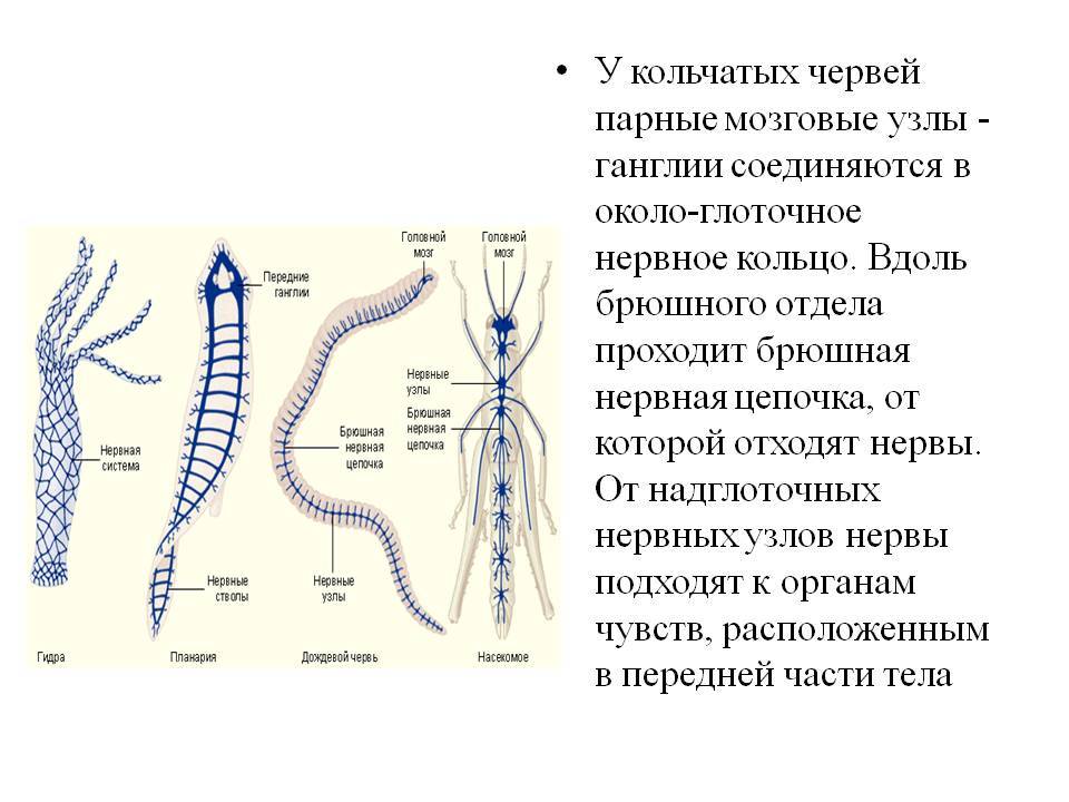 Кракен мп
